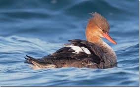 We did not find results for: Identification Of Red Breasted Merganser