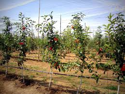 Which kind of high density system should i choose? High Density Orchard Farm2u