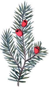 10 Botanical Berry Branch Images Holidays Botanical Illustration Graphics Fairy Christmas Branches