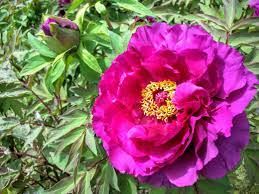 Helpful tips for tree peonies. Primrose Hall Paeonia Suffruticosa Shimadaijin Japanese Tree Peony