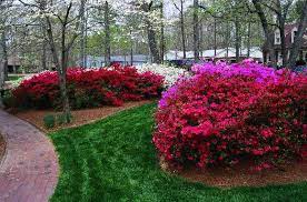 The Amazing 8 Month Blooming Azalea Garden The Home Depot Community Azaleas Garden Azaleas Landscaping Azaleas