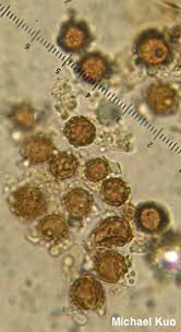 Image result for Scleroderma polyrhizon