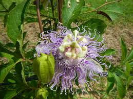 Often planted as an ornamental landscapetree, it is prized for its showy 3 inch white flowers that appear after the foliage in mid spring. Passiflora Incarnata Mississippi Fruit And Nut Blog