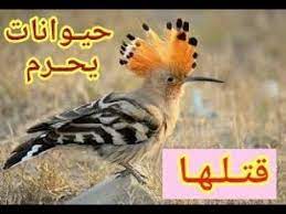 هـل تعـلم الحيوانات التي نهـى الرسـول صل الله عليه وسلـم عـن قتلهـا تعـرف عليها youtube