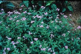 Image result for Heliotropium lineare