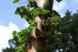 Check spelling or type a new query. How To Make A Strawberry Tower Hgtv
