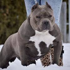 Check spelling or type a new query. American Bully Temperament Types Best Companion Dog Breeds