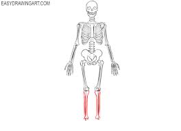 It is made up of about 300 bones at birth. How To Draw A Skeleton Easy Drawing Art