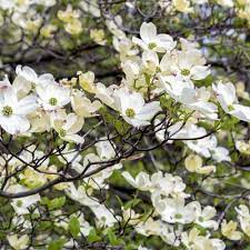 Be ready to see a variety of wildlife drawn to the flowering dogwood tree as they can attract birds and butterflies. Dogwood Trees Outdoor Plants The Home Depot