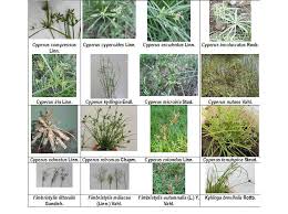Image result for Cyperus tenuispica