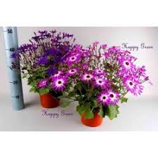Image result for Cineraria pinnata
