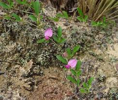 Image result for Galactia striata