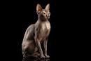 80 Bald Cat Names – Sphynx Cat Names – The Paws