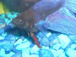 Dropsy Ruling Out Constipation Fish Care