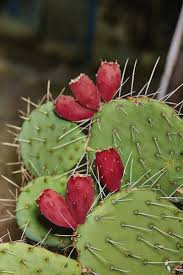 Need to translate cactus to spanish? Prickly Pears Are A Thorny Business But Offer Tasty Fruit Choice