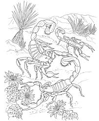 Free Printable Scorpion Coloring Pages For Kids Animal Coloring Pages Coloring Pages Coloring Pages For Kids