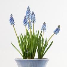 Maybe you would like to learn more about one of these? How To Force Grape Hyacinth Bulbs Indoors