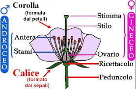 Fiori a grappoli gialli verdognoli : Arbusti E Piccoli Alberi Gruppi Di Cammino Di Bollate