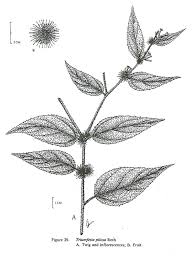 Image result for Triumfetta pilosa