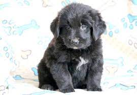 If you're interested in i am in awe of the newfoundland/poodle mix. Newfoundland Mix Puppies For Sale Puppy Adoption Keystone Puppies