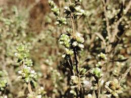 Image result for Neojeffreya