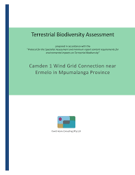 Image result for Dichilus bainesii