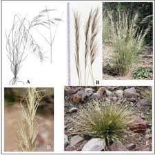 Image result for Aristida mollissima