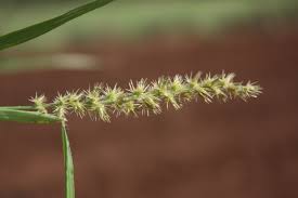 Image result for Cenchrus biflorus