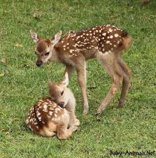 Pin On Baby Deer