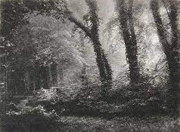 Antique And Classic Photographic Images Sunlight In A Forest Vintage Photogravure 1929 Vintage Landscape Landscape Photography Stunning Photography