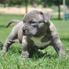 Pin On Cute Animals