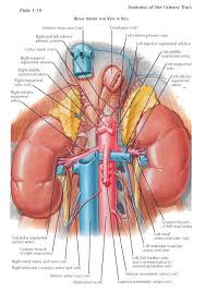 Renal Vasculature Renal Arteries At Rest 20 To 25 Of The Cardiac Output Circulates Through The Kidneys Accordingl Arteries And Veins Arteries Anatomy Renal
