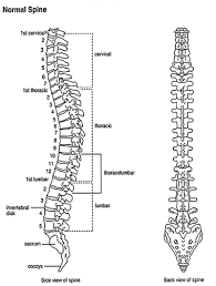 I would then learn as much as possible cause of sacrum pain? Questions And Answers About Scoliosis In Children And Adolescents Axial Skeleton Medical Anatomy Ankylosing Spondylitis