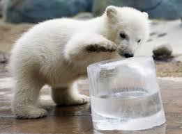 Toronto zoo polar bear cub 2 months. Toronto Zoo Says Only One Of Three Polar Bear Cubs Born On Weekend Survived Cp24 Com