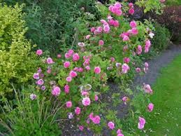 The swedish rose society recommends louise odier for northern sweden. Bourbonrose Louise Odier Online Kaufen