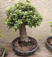 Pin By Er On Crassula Ovata Cacti And Succulents Plants Planting Succulents