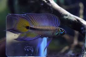 Joongwon Lee A Sp Putzer Tropical Fish Aquarium Aquarium Fish Cichlid Fish
