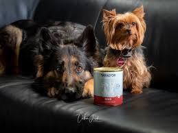 List of australian terrier mixed breed dogs. Mit Tarad Or Hundefutter Im Studio