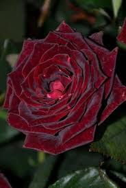 الصفحة ارئيسية » الدولي » تركيا. Pdf Black Magic Rose ÙˆØ±Ø¯Ø© Ø§Ù„Ø³Ø­Ø± Ø§Ù„Ø§Ø³ÙˆØ¯