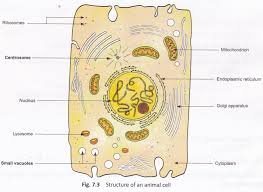 Plant cell and animal cell diagram for class 8 ncert. What Is The Main Difference Between Plant And Animal Cells A Plus Topper