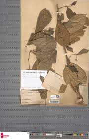 Image result for Erythrococca