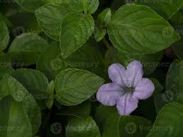 Image result for Ruellia patula