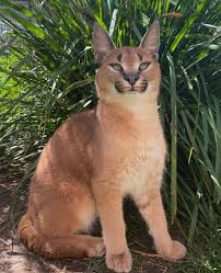 They are mostly solitary, hunting and living alone. Kora The Caracal Cat 9gag
