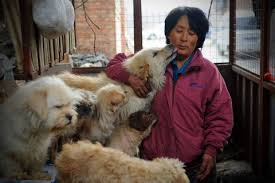 These dogs are also known as the formosan mountain dog, taiwanese canis, taiwanese native dog (台灣土狗) or takasago dog (高砂犬). Do Chinese Eat Dog 2020 Truth About Dog Meat The Yulin Festival