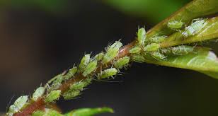 You invest a lot of time and effort into prevention should be the focus of your garden pest control strategy. 22 Ways To Combat Garden Pests Naturally Farmers Almanac
