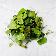 Beberapa contoh daun menyirip di antaranya antara lain daun mangga, daun kakao, daun nangka, daun melinjo, daun kenanga, daun bila tidak percaya lihat gambar daun melinjo tersebut. Daun Melinjo Majukan Perekonomian Lokal Tanihub