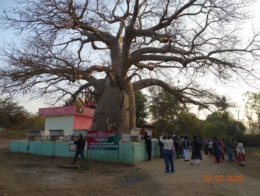 Historic Baobab tree at Wai Heritage Walk