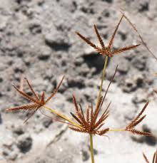 Image result for Cyperus amabilis