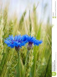 Blue Cornflower In The Field Among The Ears Of Cereal Cornflower Flower Painting Flowers