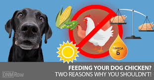 Then, fill the pot with water until feeding fresh cooked food, if you do it correctly, is not any cheaper than feeding commercially prepared dog food, and it probably costs more in reality. Raw Chicken For Dogs Why I Stopped Feeding It Dogs Naturally